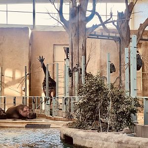 Giraffes and Hippopotamuses