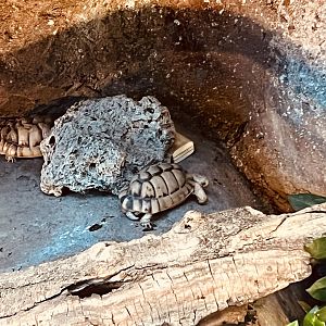 Egyptian Tortoises