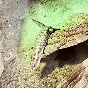 Plated Lizard