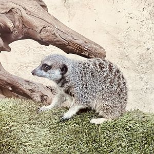 Slender-Tailed Meerkat