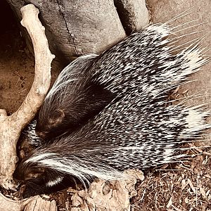 Crested Porcupines