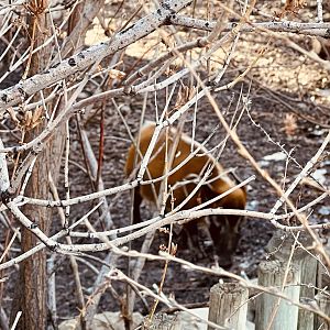 Red River Hog through the brush.