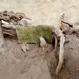 Slender-Tailed Meerkats