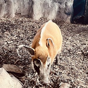 Red River Hog