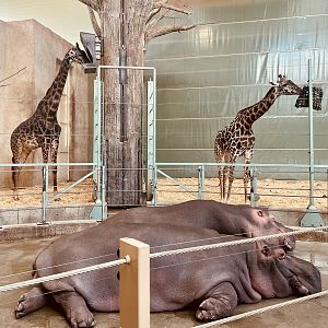Giraffes and Hippos