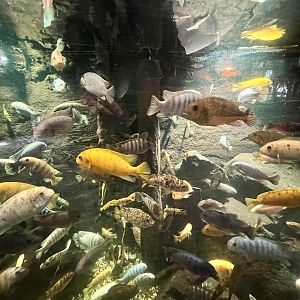 African Native Fishes