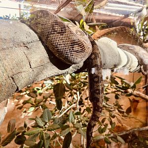 Malagasy Tree Boas