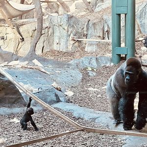 Western Lowland Gorillas