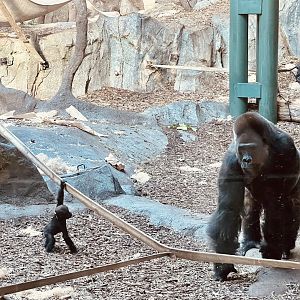 Western Lowland Gorillas