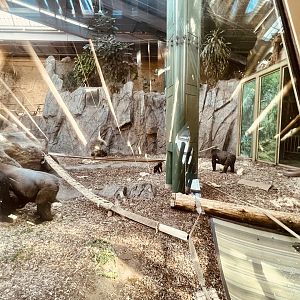 Indoor Gorilla Habitat