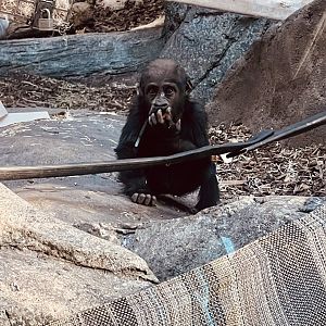 Gorilla Cub?