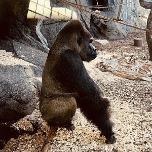 Western Lowland Gorilla