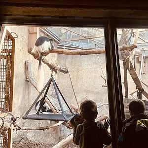 Black and White Colobus Exhibit