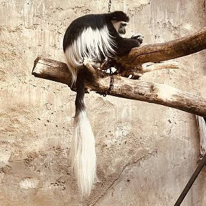 Black and White Colobus