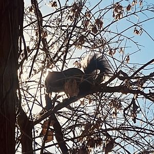 Eastern Gray Squirrel