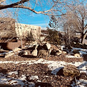 Chacoan Peccary Exhibit