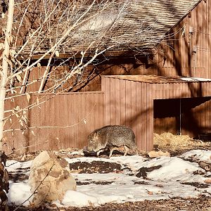 Chacoan Peccary Exhibit