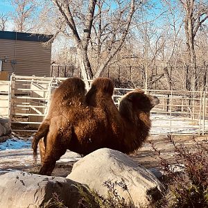 Bactrian Camel
