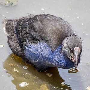 Australasian Swamphen juvenile