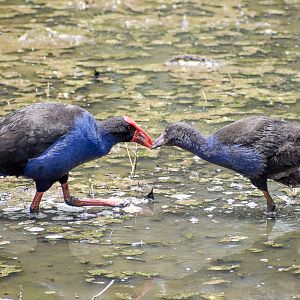 Australasian Swamphen with juvenile