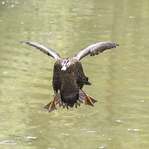 Pacific Black Duck