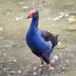 Australasian Swamphen
