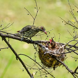 Olive-backed Oriole with chicks