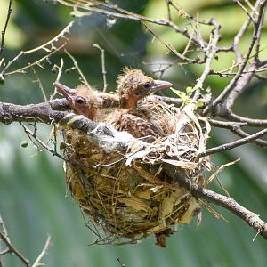 Olive-backed Oriole chicks
