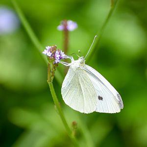 Cabbage White