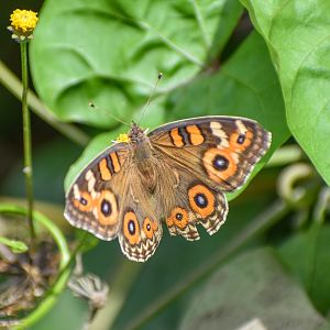 Meadow Argus
