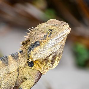 Eastern Water Dragon