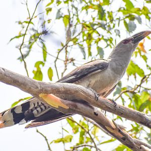 Channel-billed Cuckoo