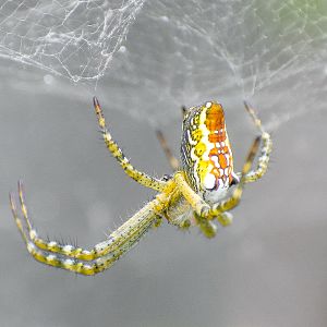 Dome Tent Spider, Cyrtophora moluccensis