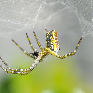 Dome Tent Spider, Cyrtophora moluccensis