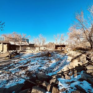 Bactrian Camel Exhibit