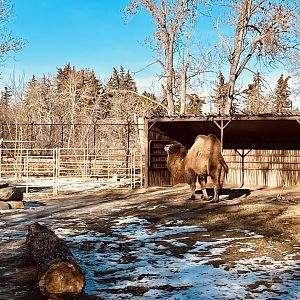 Bactrian Camel