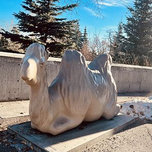 Zoo Art - Camel