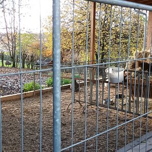 Emu, Patagonian Cavie and Bennetts Wallaby Enclosure