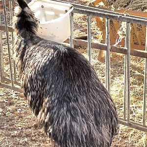 Emu