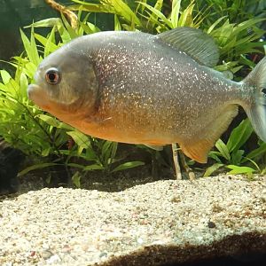 Red bellied Piranah