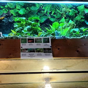 Small Freshwater Tank