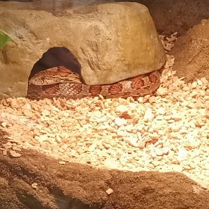 Corn Snake