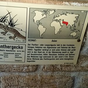 Signage Example Leopard Gecko