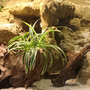 Leopard Gecko and Algerian orange tailed Skink Habitat