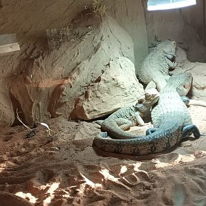 Central bearded Dragons and Blue toungue Skink