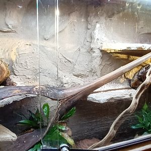 Ball Python Habitat