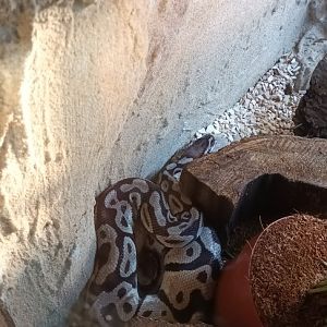 Ball Python