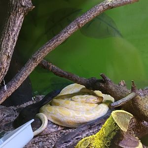 Boa Constrictor and Albino Burmese Python