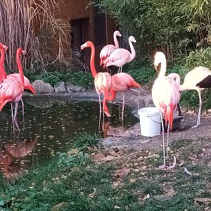 Chilean and Caribbean Flamingos