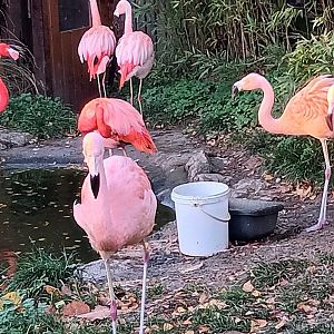 Chilean and Caribbean Flamingos